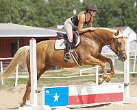 trail-riding-quarter-horse
