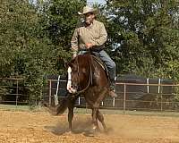 flashy-quarter-horse