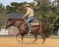 athletic-quarter-horse