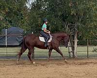 jumping-quarter-horse