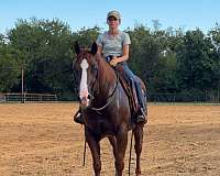 ranch-versatility-quarter-horse
