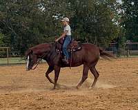 reined-cow-quarter-horse