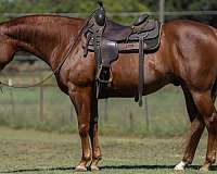 reining-quarter-horse