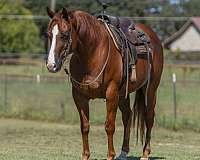performance-quarter-horse