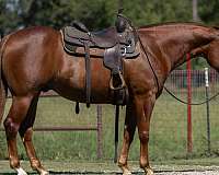 husband-safe-quarter-horse