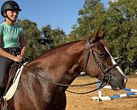 ridden-english-quarter-horse