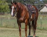 ridden-western-quarter-horse