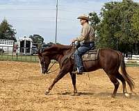 roping-quarter-horse