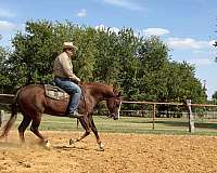 show-hack-quarter-horse