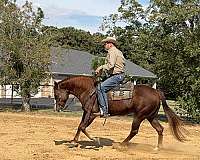 show-quarter-horse