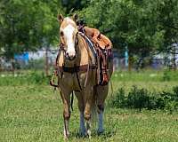 palomino-quarter-horse