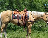 near-me-quarter-horse