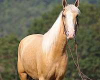 all-around-tennessee-walking-horse