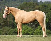 athletic-tennessee-walking-horse