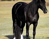 athletic-friesian-horse
