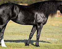 cross-friesian-horse