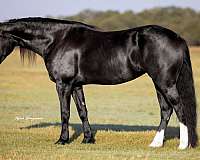 dressage-friesian-horse
