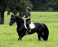flashy-friesian-horse