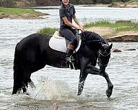 jumping-friesian-horse