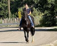 ridden-english-friesian-horse