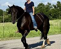 ridden-western-friesian-horse