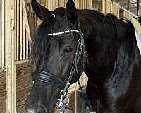 show-friesian-horse