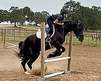 trail-friesian-horse