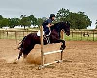 trail-riding-friesian-horse
