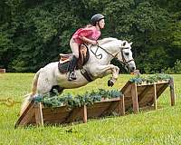 athletic-welsh-pony