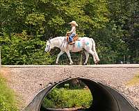 flashy-welsh-pony