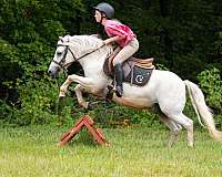 kid-safe-welsh-pony
