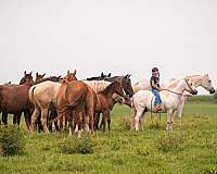 parade-welsh-pony