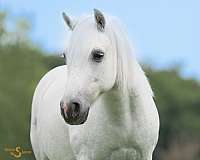 ridden-english-welsh-pony