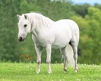 project-welsh-pony