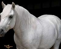 ridden-western-welsh-pony