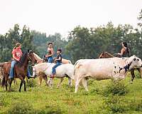 trail-riding-welsh-pony