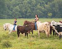 working-cattle-welsh-pony