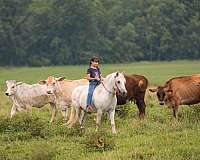 youth-welsh-pony