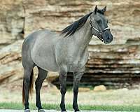 athletic-quarter-horse