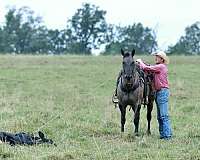 flashy-quarter-horse