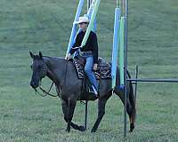 husband-safe-quarter-horse