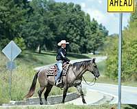 performance-quarter-horse