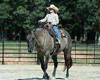 ranch-quarter-horse