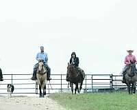 ranch-versatility-quarter-horse