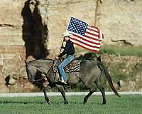 ranch-work-quarter-horse