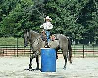 ridden-english-quarter-horse