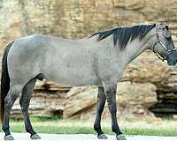 ridden-western-quarter-horse