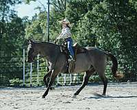 roping-quarter-horse