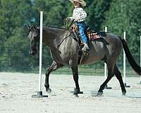 show-quarter-horse