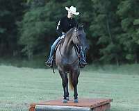 trail-quarter-horse